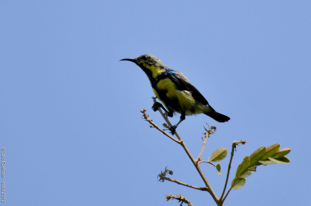 Purple Sunbird