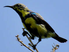 Purple Sunbird