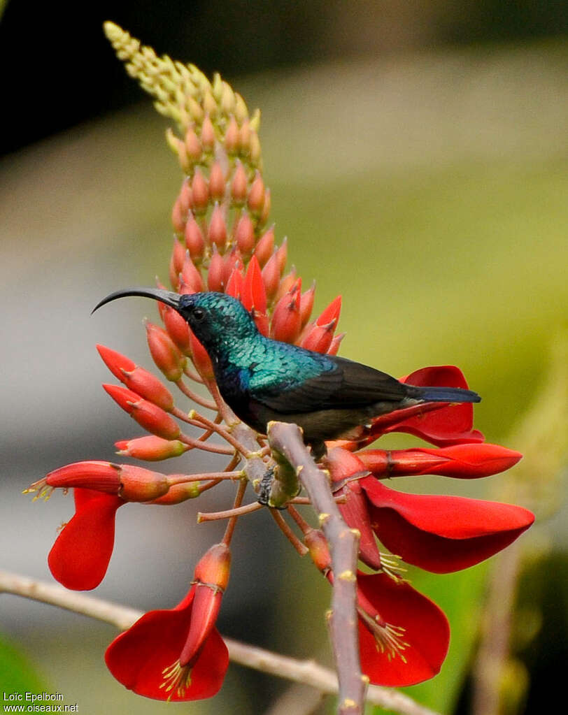 Loten's Sunbird male adult