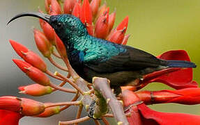 Loten's Sunbird