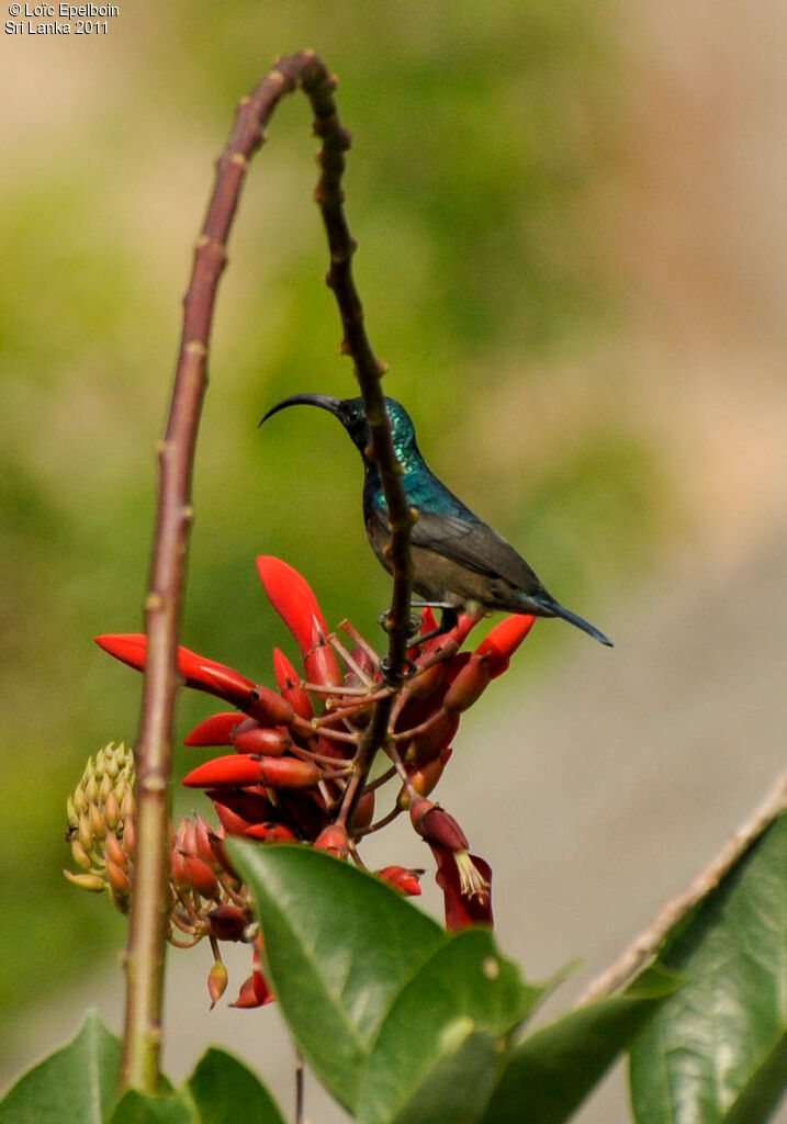 Loten's Sunbird