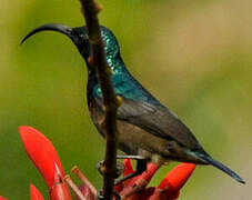 Loten's Sunbird