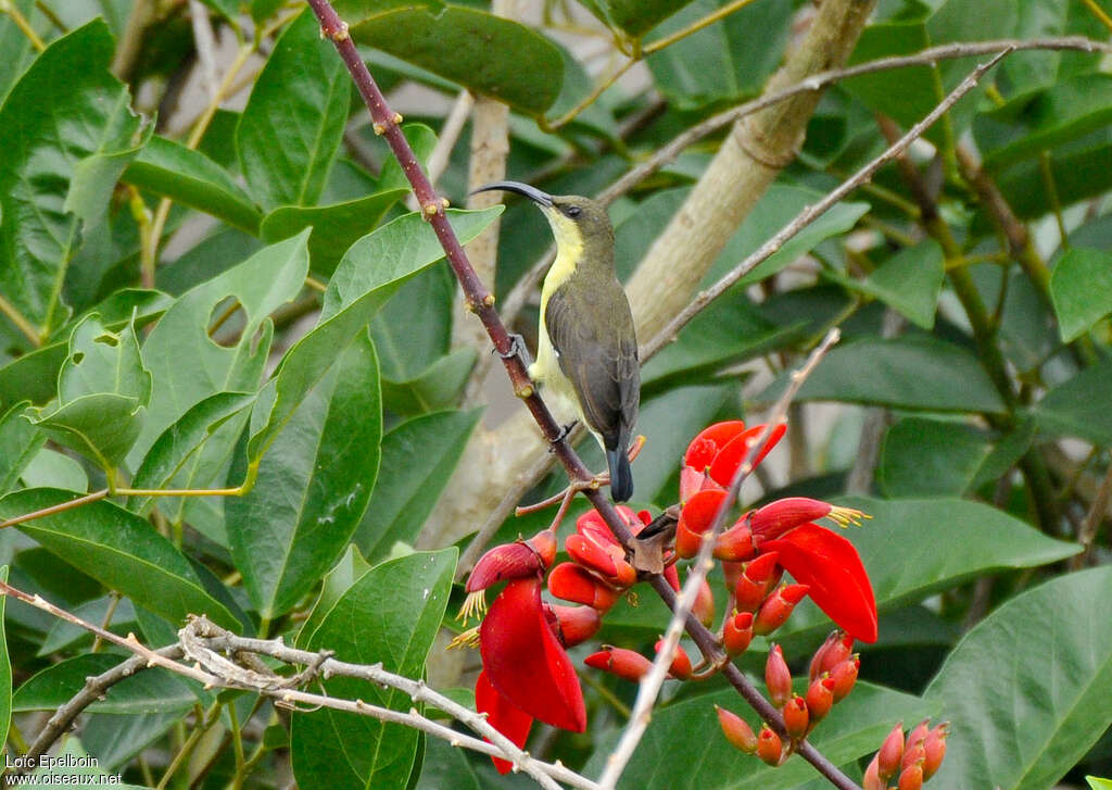 Loten's Sunbird female adult, identification