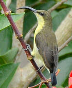 Loten's Sunbird