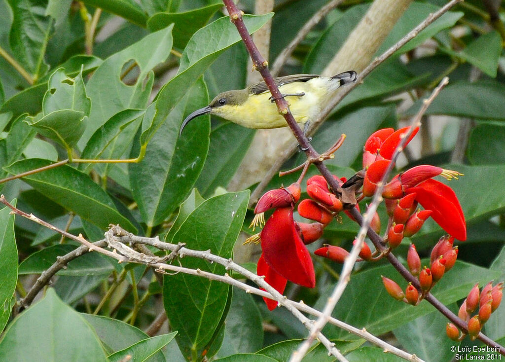 Loten's Sunbird