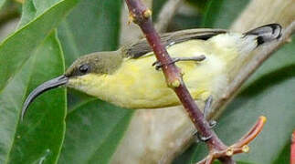 Loten's Sunbird