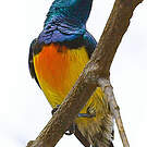Souimanga de Mayotte