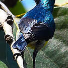 Souimanga de Mayotte