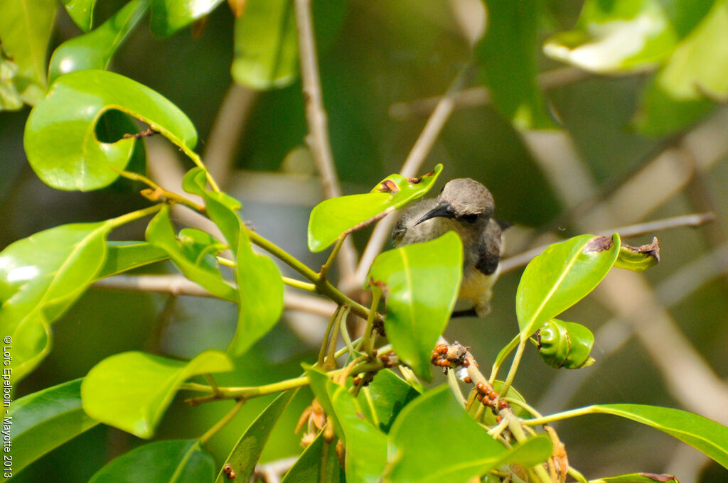 Mayotte Sunbird