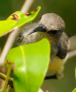 Mayotte Sunbird