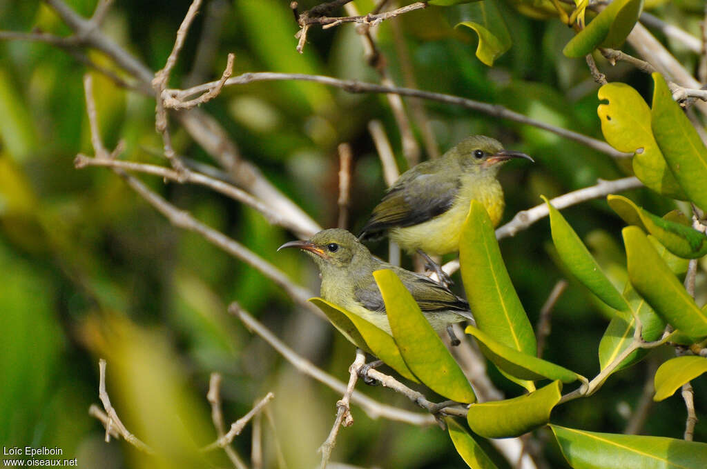 Souimanga de Mayottejuvénile, identification
