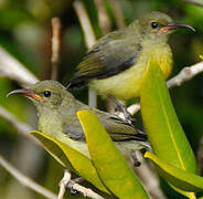 Mayotte Sunbird