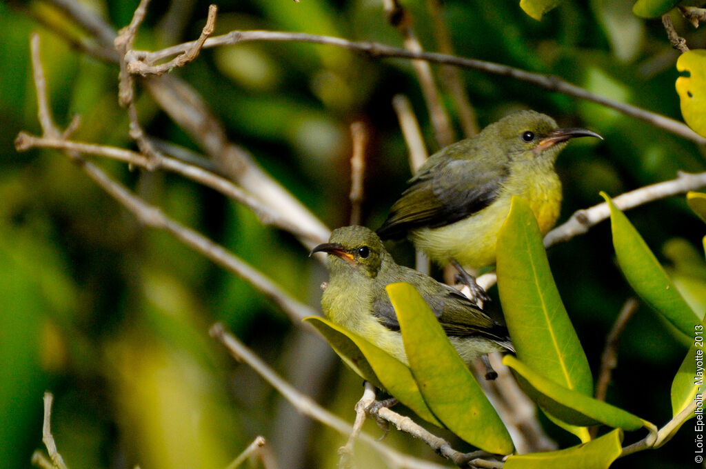 Mayotte Sunbirdjuvenile