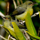 Souimanga de Mayotte