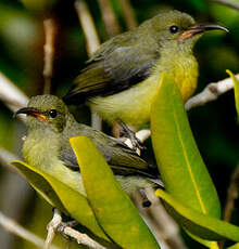 Souimanga de Mayotte