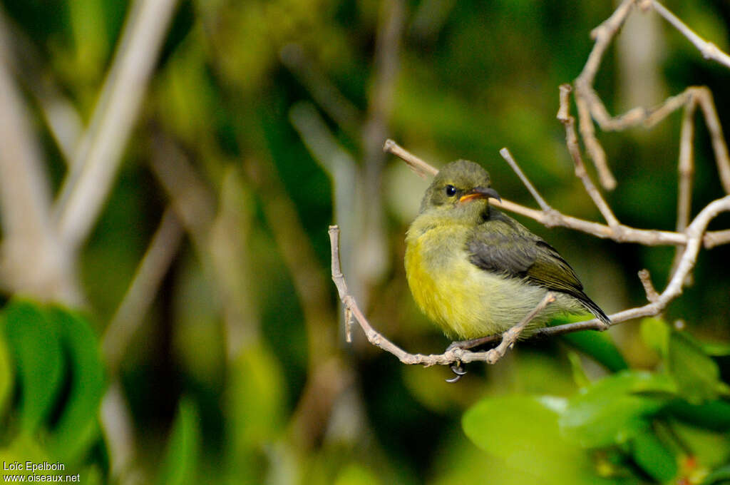 Mayotte Sunbirdjuvenile