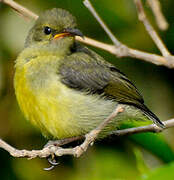 Mayotte Sunbird