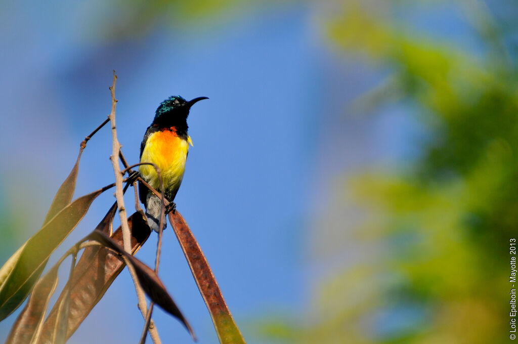 Mayotte Sunbird male adult