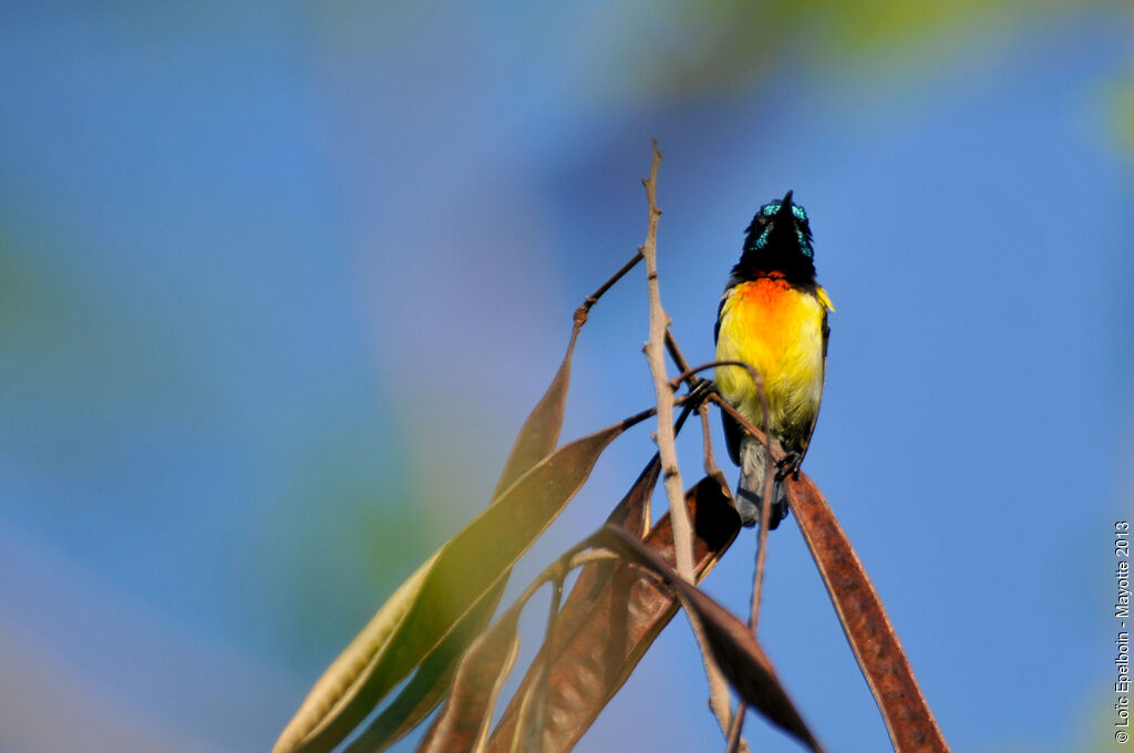 Mayotte Sunbird