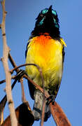 Mayotte Sunbird