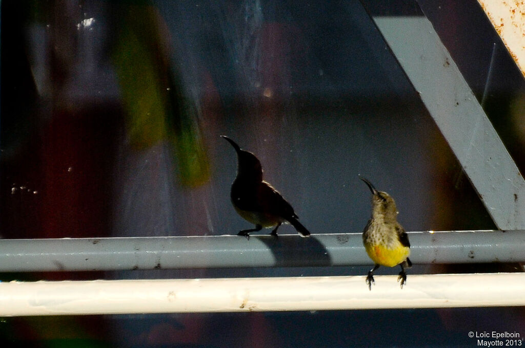 Mayotte Sunbird