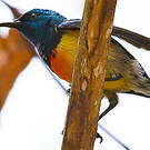 Souimanga de Mayotte