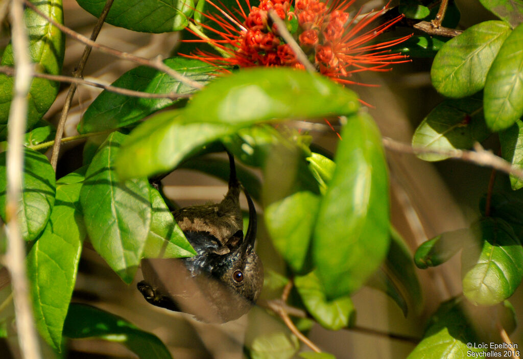 Seychelles Sunbird