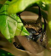 Seychelles Sunbird