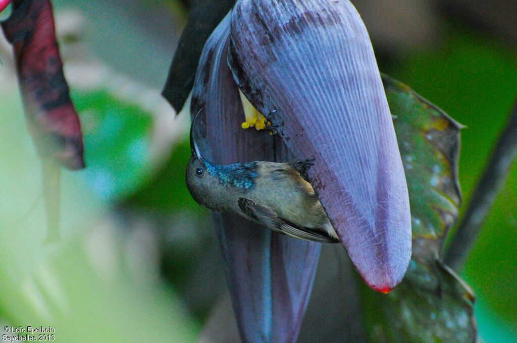 Seychelles Sunbird