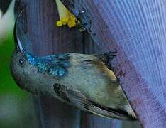 Seychelles Sunbird