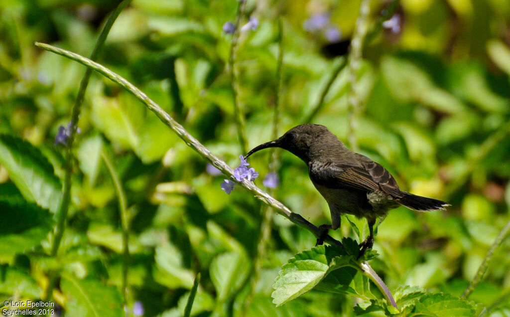 Seychelles Sunbird