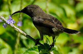 Seychelles Sunbird