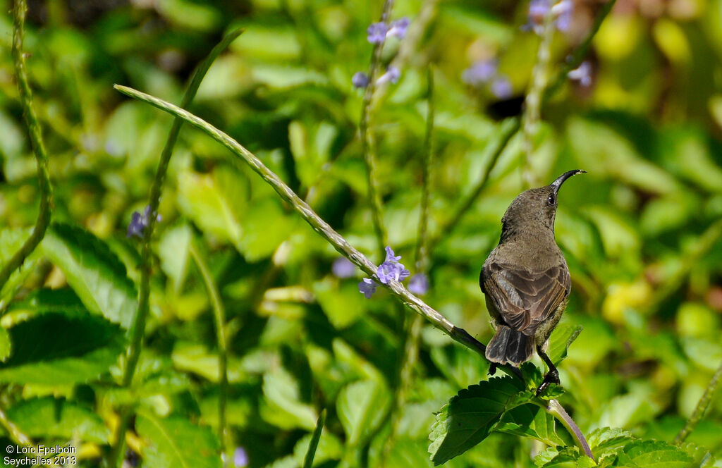 Seychelles Sunbird