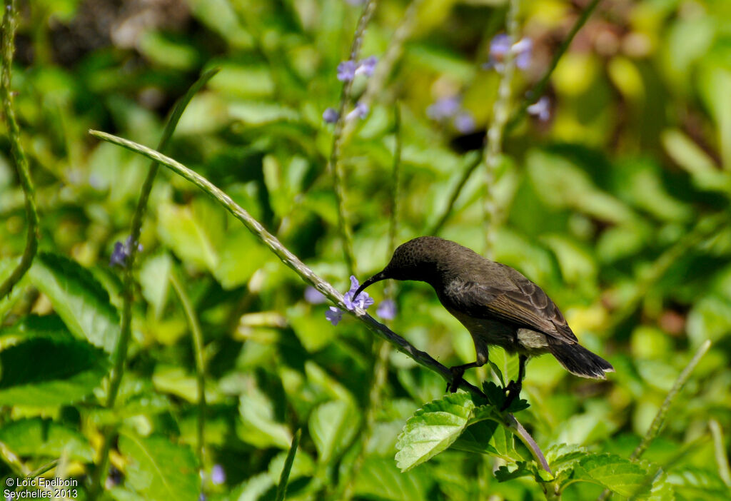 Seychelles Sunbird