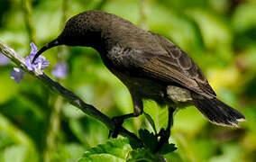 Seychelles Sunbird