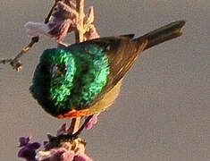 Eastern Double-collared Sunbird