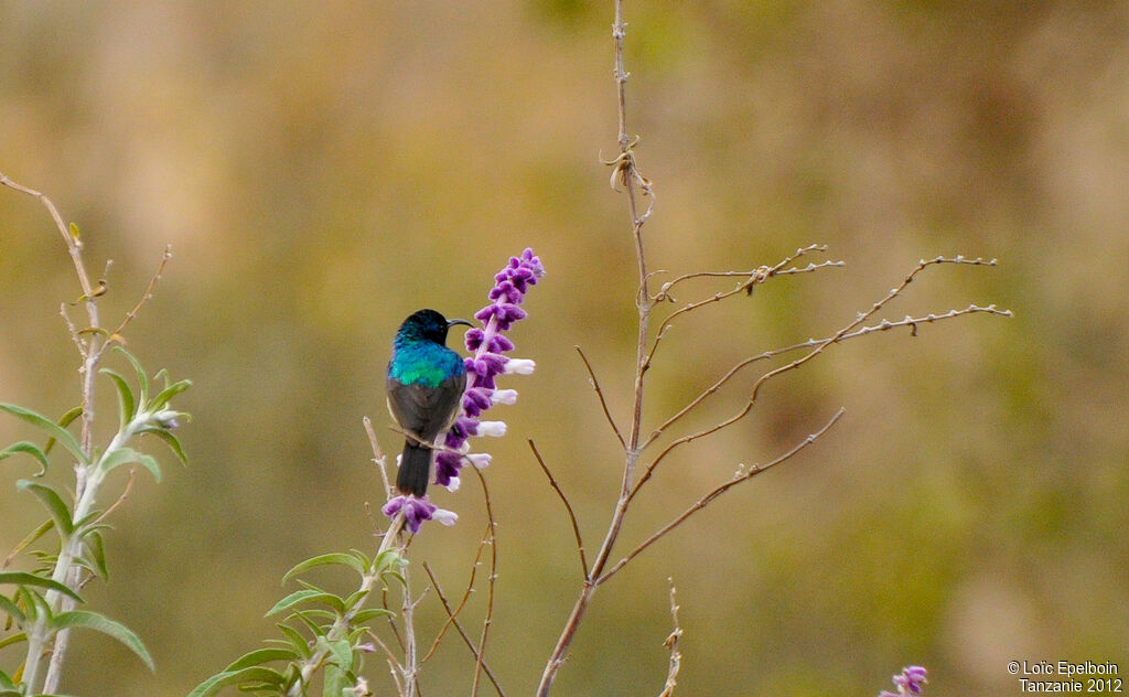 Eastern Double-collared Sunbird