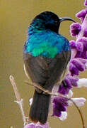 Eastern Double-collared Sunbird