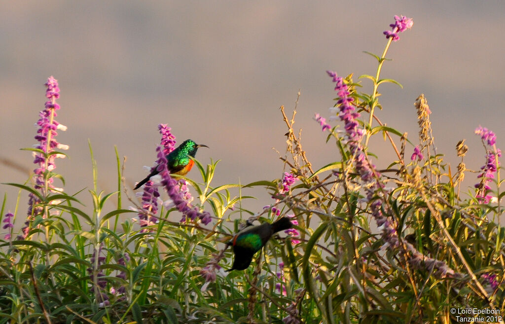 Eastern Double-collared Sunbird