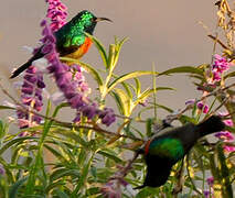 Eastern Double-collared Sunbird