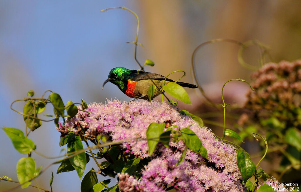 Eastern Double-collared Sunbird