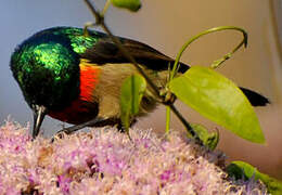 Eastern Double-collared Sunbird