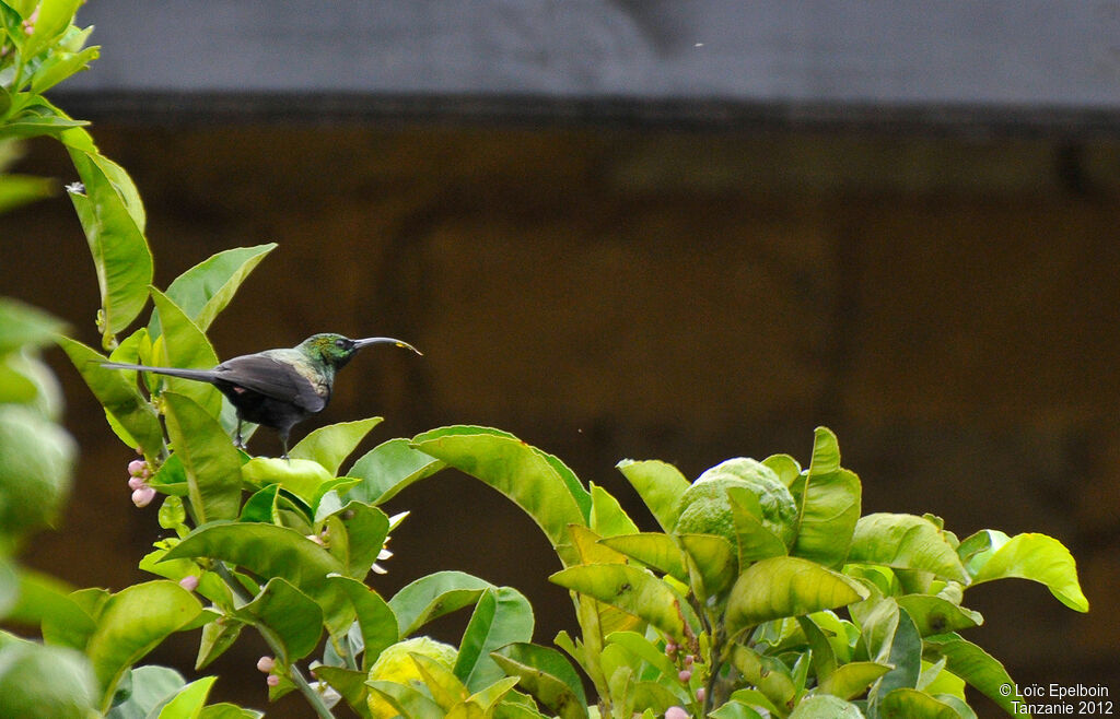 Tacazze Sunbird