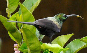 Tacazze Sunbird