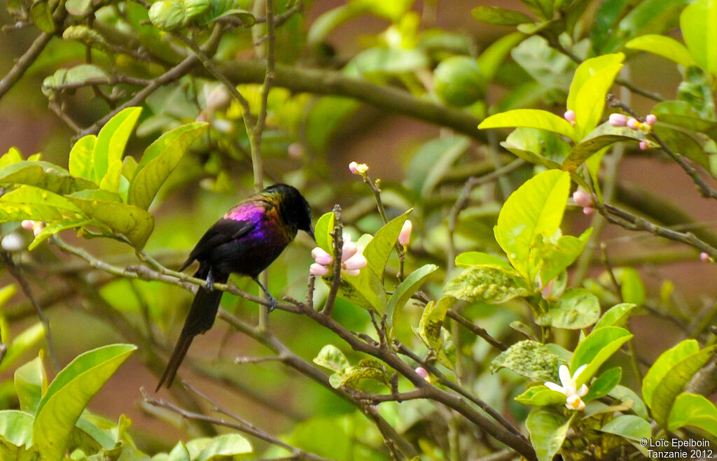 Tacazze Sunbird