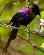 Tacazze Sunbird