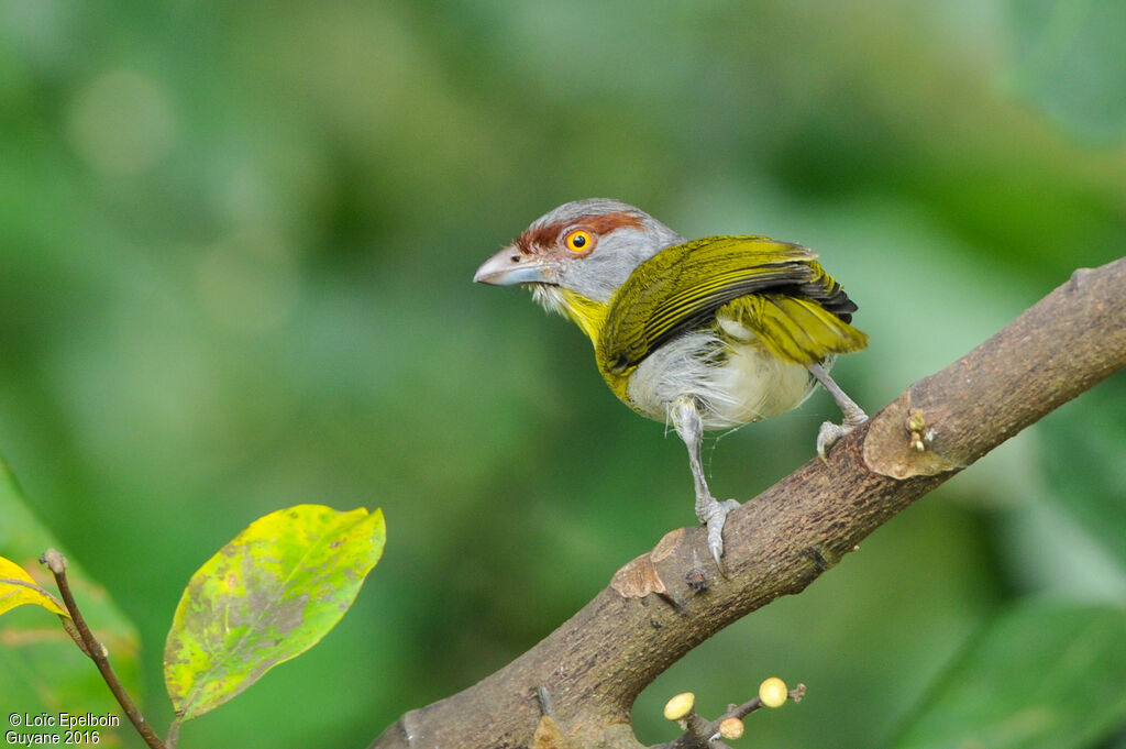 Rufous-browed Peppershrike