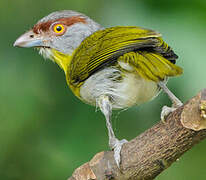 Rufous-browed Peppershrike