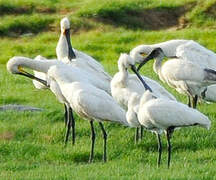 Eurasian Spoonbill