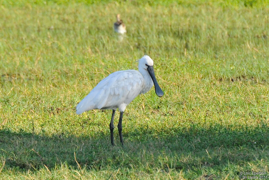 Eurasian Spoonbill